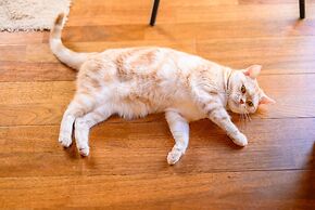 Yufuin Waraneko no Yado