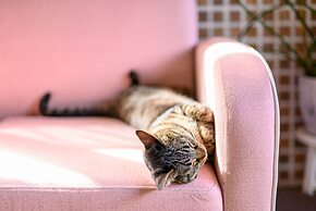 Yufuin Waraneko no Yado