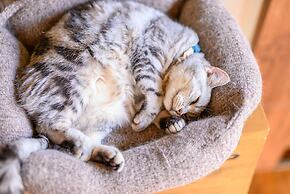 Yufuin Waraneko no Yado