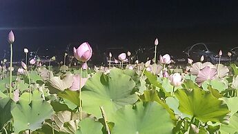 Ninano Guesthouse - Hostel