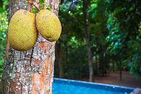 Ceylon Olive