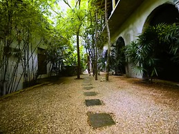 Ceylon Olive