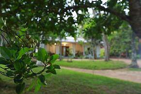 Ceylon Olive