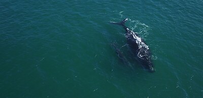 Village Praia do Rosa
