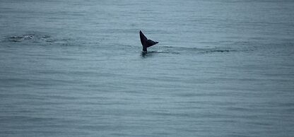 Village Praia do Rosa