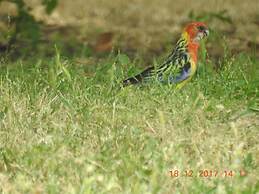 Barkly Suites Apartments