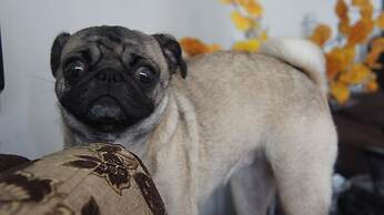 Hotel parque del perro