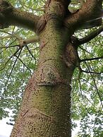 Bouganville Residence