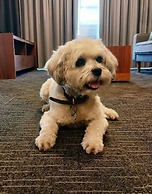 The Palms Apartments