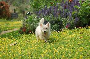 Red Z Cool Mountain Resort