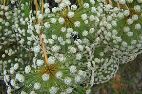 Pousada Encanto da Bocaina