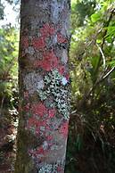 Pousada Encanto da Bocaina