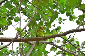 Playa Lagarto Eco Development