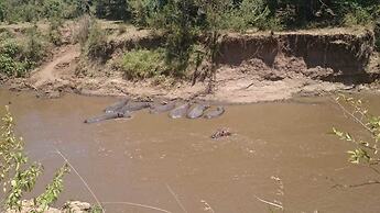 Hammerkop Migration Camp