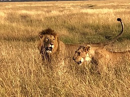 Hammerkop Migration Camp
