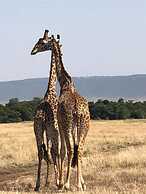 Hammerkop Migration Camp
