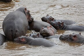 Hammerkop Migration Camp