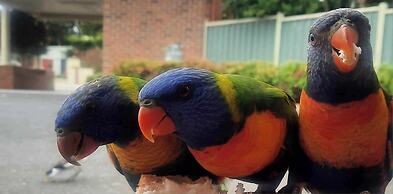 Arthur Phillip Motor Inn