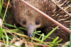 Bimbi Park - Camping Under Koala