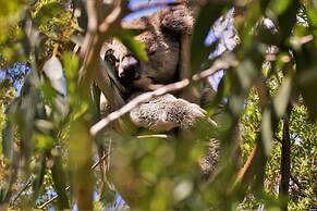 Bimbi Park - Camping Under Koala