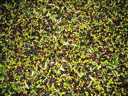 Fattoria Gambaro di Petrognano