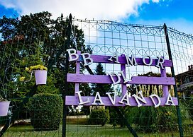 Amor di lavanda