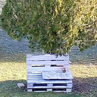Amor di lavanda
