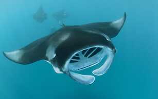 Hanifaru Transit Inn