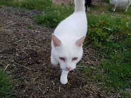 Skálatjörn Guesthouse