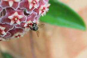 Pousada Capim Limão