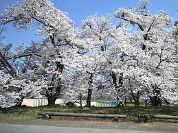 Kougentei