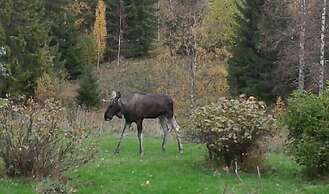 Kullsbjörkens Bed & Breakfast