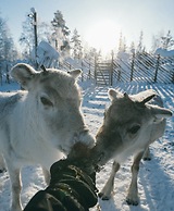 Northern Lights Ranch