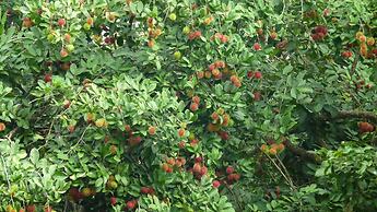 Baandin Chiewlarn Resort