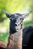 Mendelbaum Winery Guest Cabins