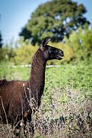 Mendelbaum Winery Guest Cabins
