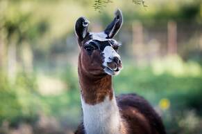Mendelbaum Winery Guest Cabins