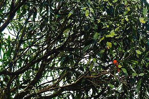 Wayanad Wild Rainforest lodge by CGH Earth