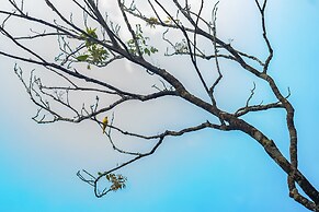 Wayanad Wild Rainforest lodge by CGH Earth