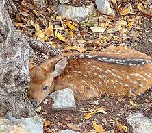 Cowboys and Angels Retreat