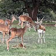 Cowboys and Angels Retreat