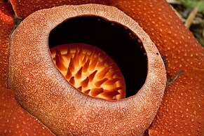 Our Jungle Camp - Eco Resort