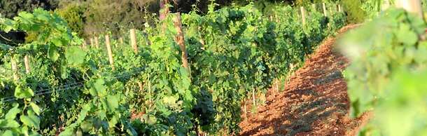 Tenuta Vigna Corallo