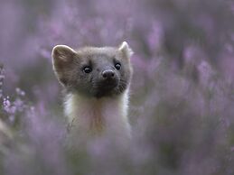 Alladale Wilderness Reserve
