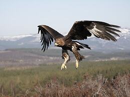 Alladale Wilderness Reserve