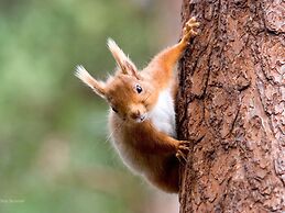 Alladale Wilderness Reserve