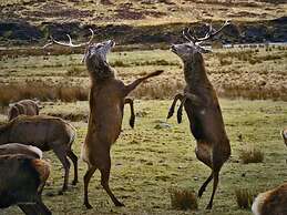 Alladale Wilderness Reserve