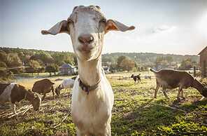 Frush Farm Bed & Breakfast