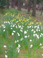 Yosemite Paradise Inn