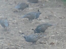 Yosemite Paradise Inn